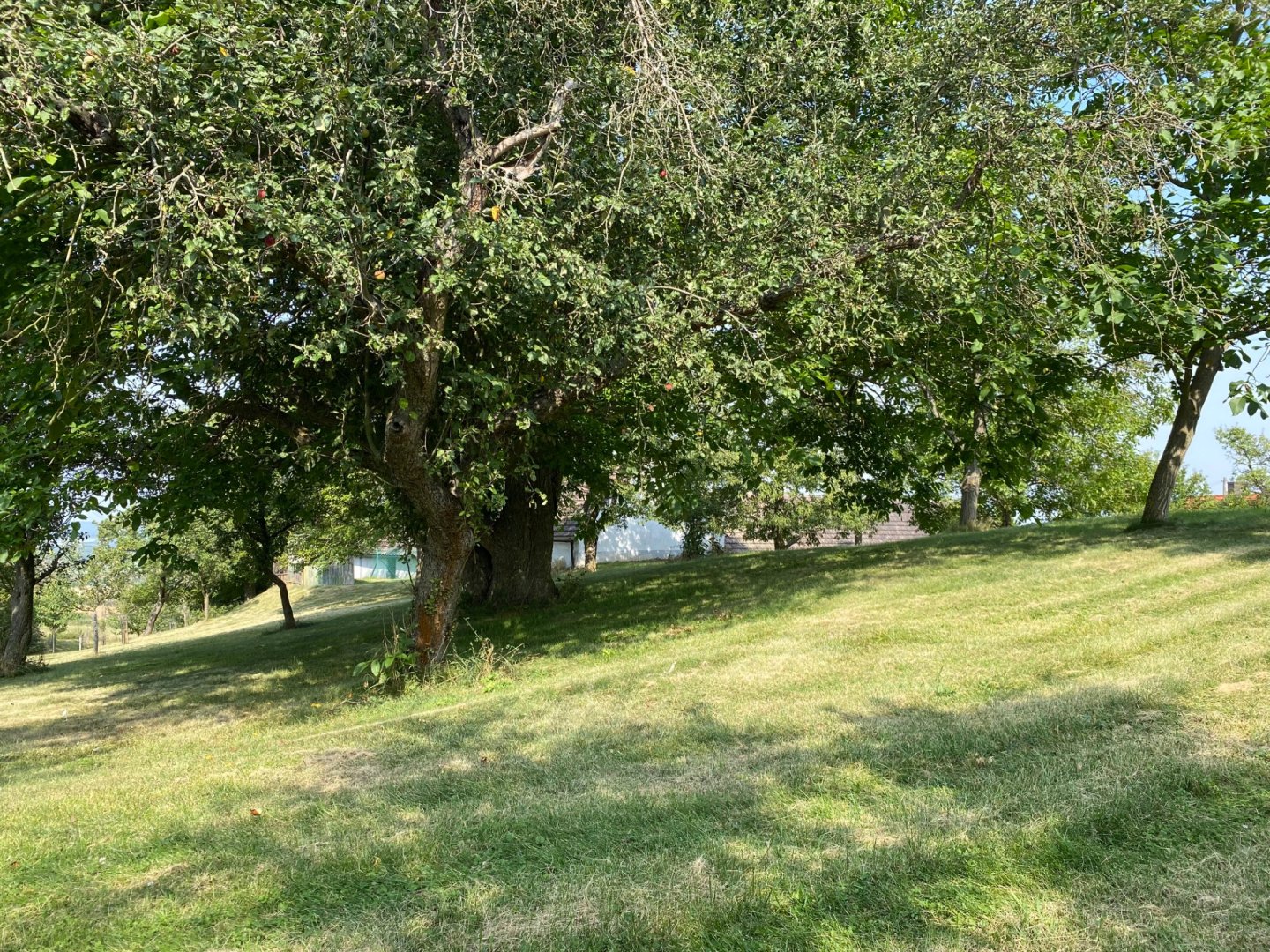 Klidný pozemek 3 359 m² na polosamotě u Petrovic — foto 2