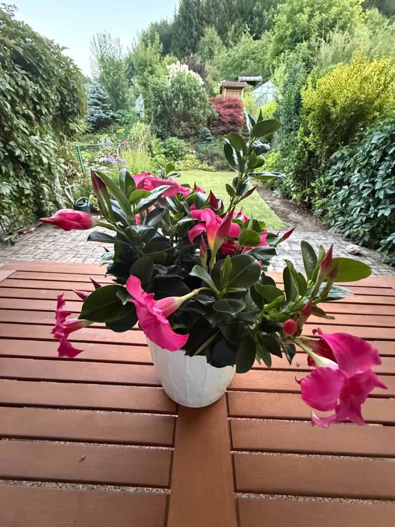 Prodej řadového domu v lukrativní části Trutnova — foto 1