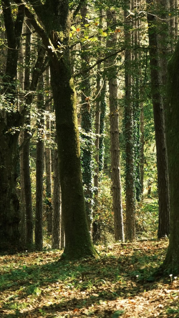 Predaj lesný pozemok,Prešov — foto 1